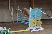 Poney dressage