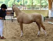 Poney dressage