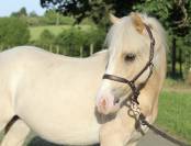 Poney Welsh 