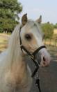 Poney Welsh 