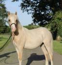 Poney Welsh 