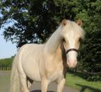 Poney Welsh 