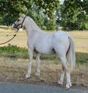 Poney Welsh 
