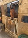 Cheval de compagnie et balade