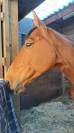 Cheval de compagnie et balade