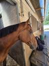 Cheval de compagnie et balade
