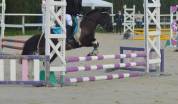 &Agrave; vendre &ndash; Eliot Poney B