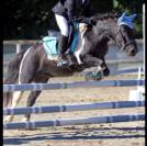 &Agrave; vendre &ndash; Eliot Poney B