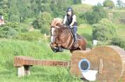 Jument welsh cob