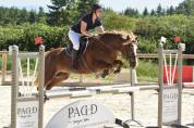 Jument welsh cob
