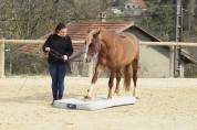 Jument welsh cob