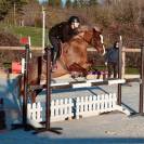 Jument welsh cob