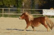 ✨ &Agrave; VENDRE : NALA ✨