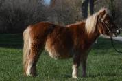 ✨ &Agrave; VENDRE : NALA ✨
