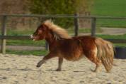 ✨ &Agrave; VENDRE : NALA ✨