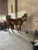 cheval selle fran&ccedil;ais 