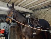 Jeune cheval de sport 