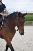 Jeune cheval de sport 