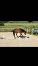 Jeune cheval de sport 