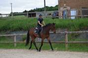 Jeune cheval de sport 