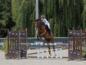 Cheval de 8 ans a vendre