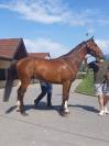 Cheval de 8 ans a vendre