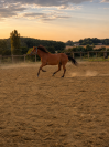 Les &Eacute;curies d&rsquo;Eurofarm 