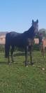 Jubia jument noir 7 ans