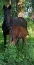 Jubia jument noir 7 ans