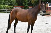Tr&egrave;s jolie pouliche SF de 2ans 