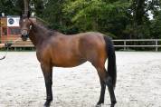 Tr&egrave;s jolie pouliche SF de 2ans 