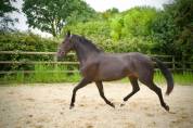 DP / tiers-pension / quart-pension &ndash; Lusitanienne 4 ans