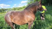 Vendre poulain