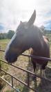 Vendre poulain