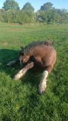 Vendre poulain