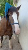 Vendre poulain