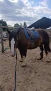 Vendre poulain
