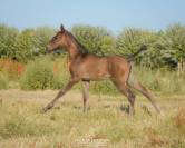 Potranca Lusitano En venta 2026 Negro por Onyx des Ocres