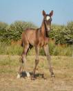 Potranca Lusitano En venta 2026 Negro por Onyx des Ocres
