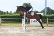 Hongre 5 ans A Vendre
