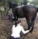 Cheval Hongre 6 ans