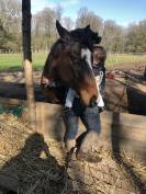 Cheval Hongre 6 ans