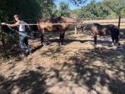 Cheval Hongre 6 ans