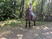 Cheval Hongre 6 ans