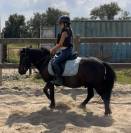 Top poney shetland