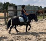 Top poney shetland