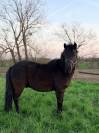 Top poney shetland