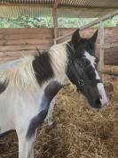 Caballo entero Origine Constat&eacute;e En venta 2025 P&iacute;o