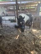 Caballo entero Origine Constat&eacute;e En venta 2025 P&iacute;o