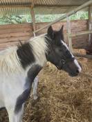 Caballo entero Origine Constat&eacute;e En venta 2025 P&iacute;o